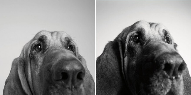 dogs get older photos 5