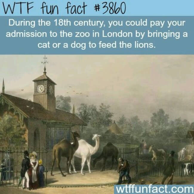 real fun facts 24