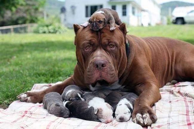 puppy parents 15