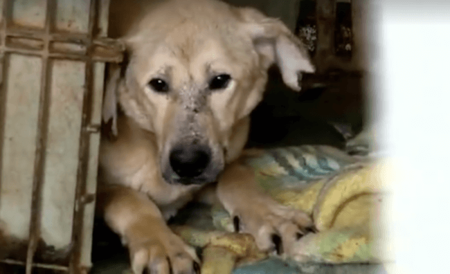 woman buying dog shelter 3