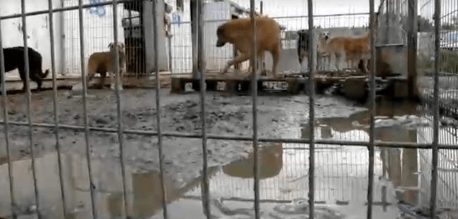 woman buying dog shelter 4