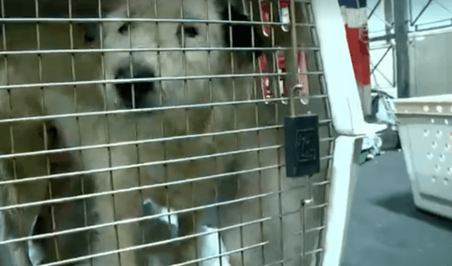 woman buying dog shelter 9