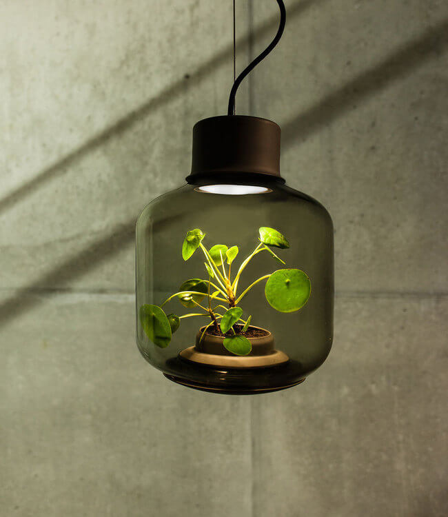 Innovative Lamps Can Grow Plants Even In The Darkest Corners 3