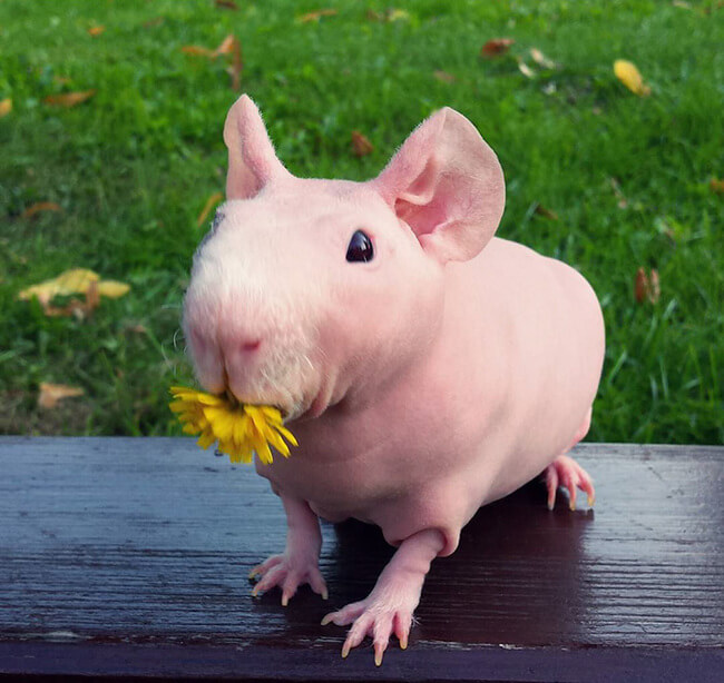 naked guinea pig 19