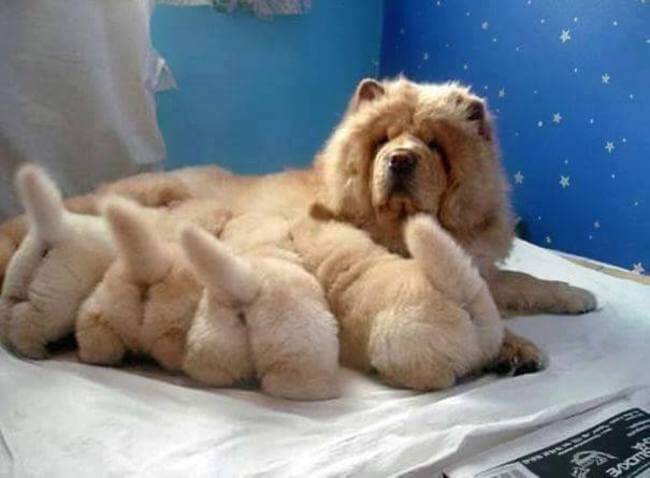 puppy parents 4