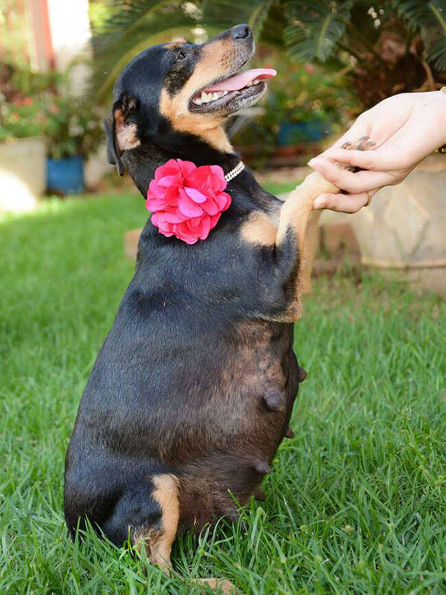 Adorable Pregnant Dog Wins Her Maternity Photo Shoot