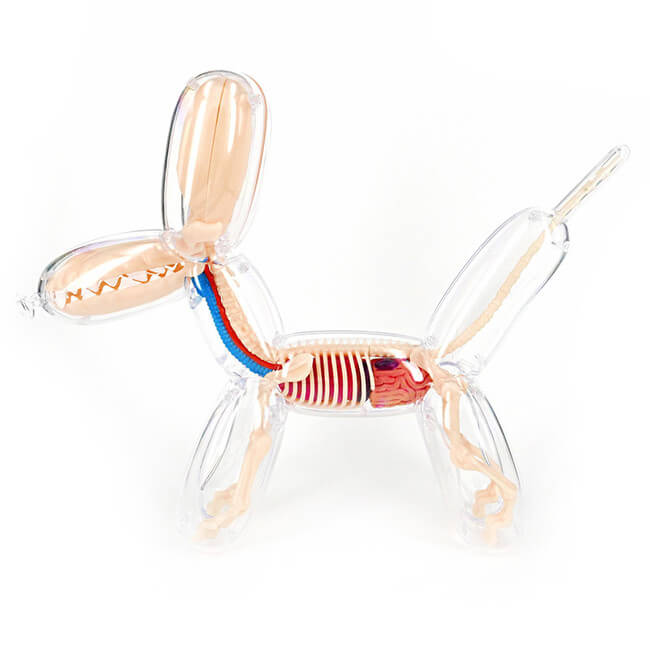 Anatomical Balloon Dog 2