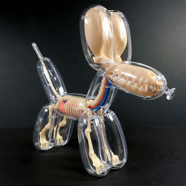 Anatomical Balloon Dog 1