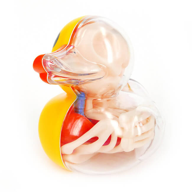 Anatomical Balloon duck 4