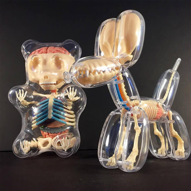 Anatomical Balloon Dog 8