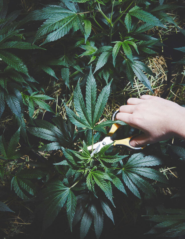 Nuns Growing ganja 4