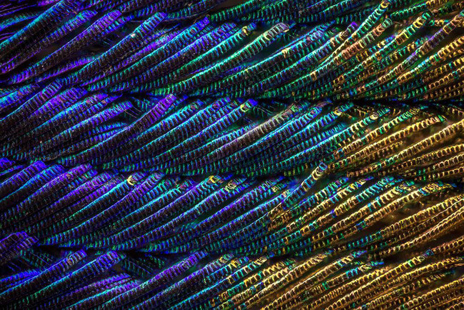 peacock feather images 2