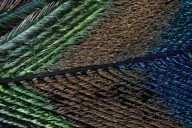 peacock feather images 5