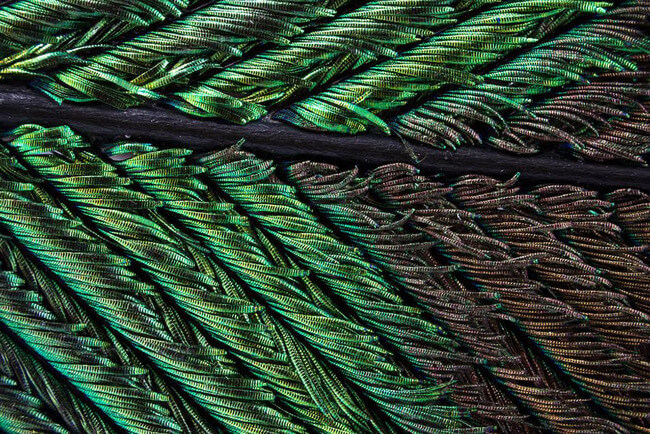 peacock feather images 6