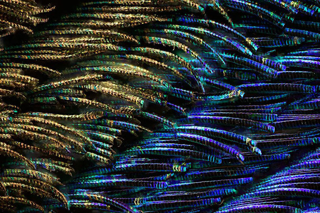 peacock feather pictures 7