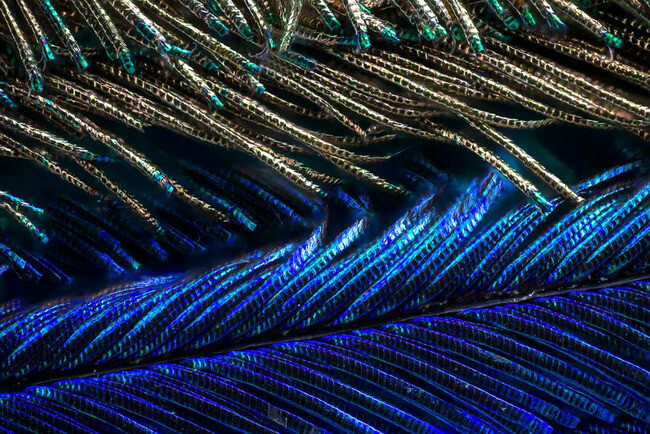 peacock feather images 10