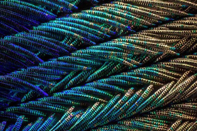 peacock feather images 1