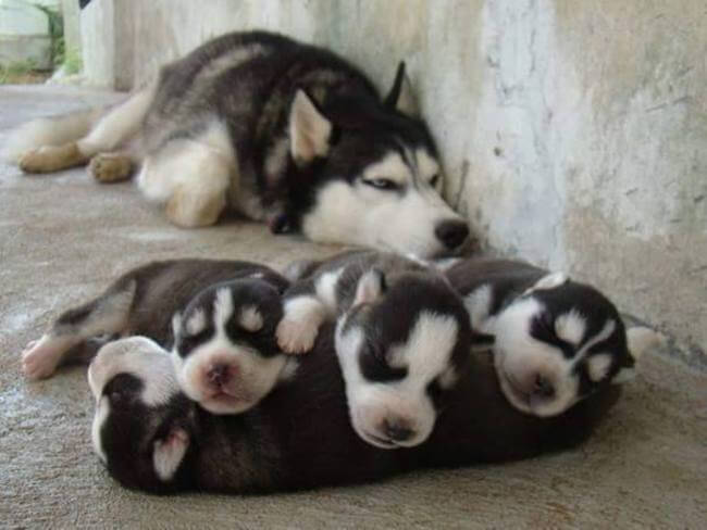 puppy parents 12