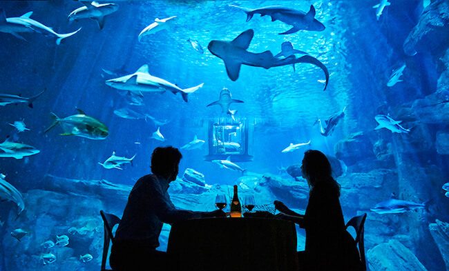 Paris Aquarium Lets Guests Sleep in Submerged Glass Room Surrounded by 35 Sharks 7