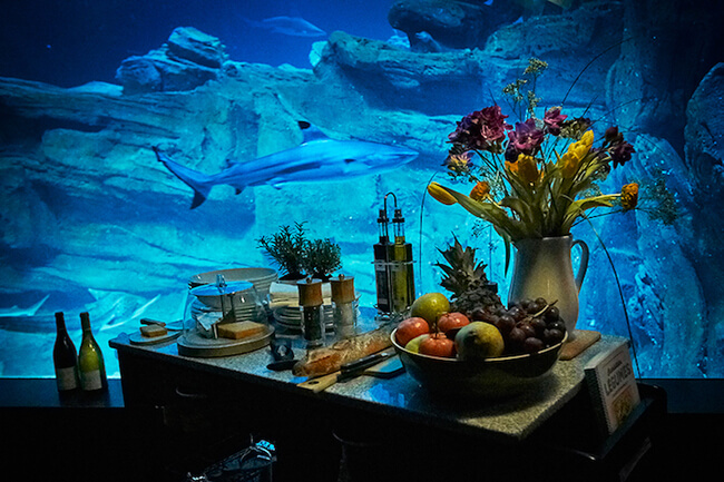 Paris Aquarium Lets Guests Sleep in Submerged Glass Room Surrounded by 35 Sharks 6