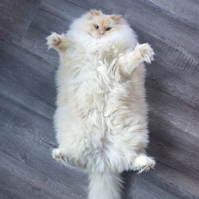 Fluffy Ragdoll Cat 1