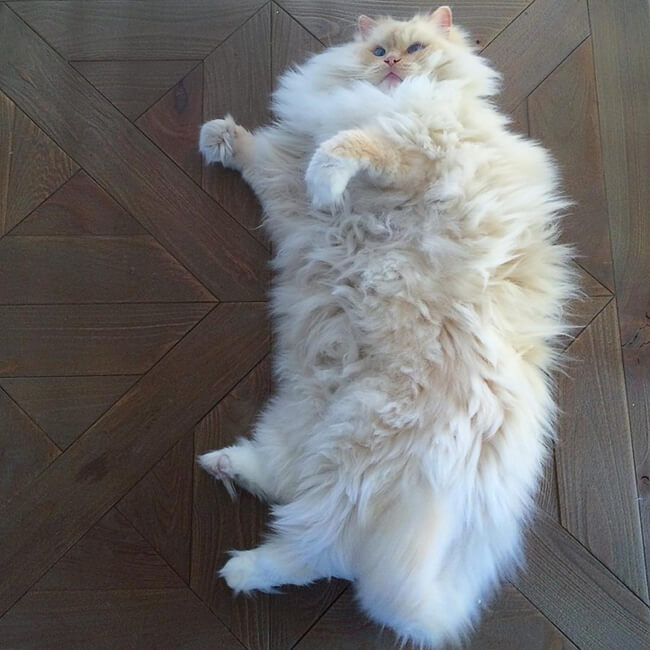 Fluffy Ragdoll Cat 2