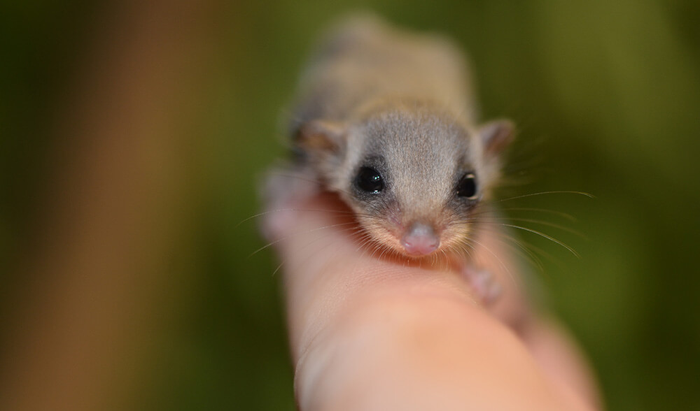 tiny feathertail glider joeys (1)