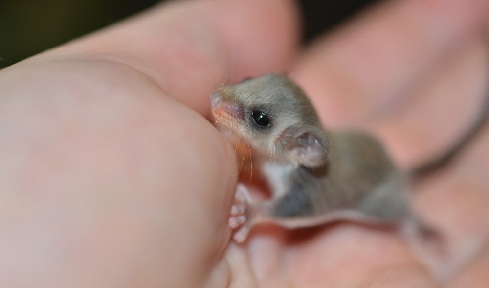 tiny feathertail glider joeys 2 (1)