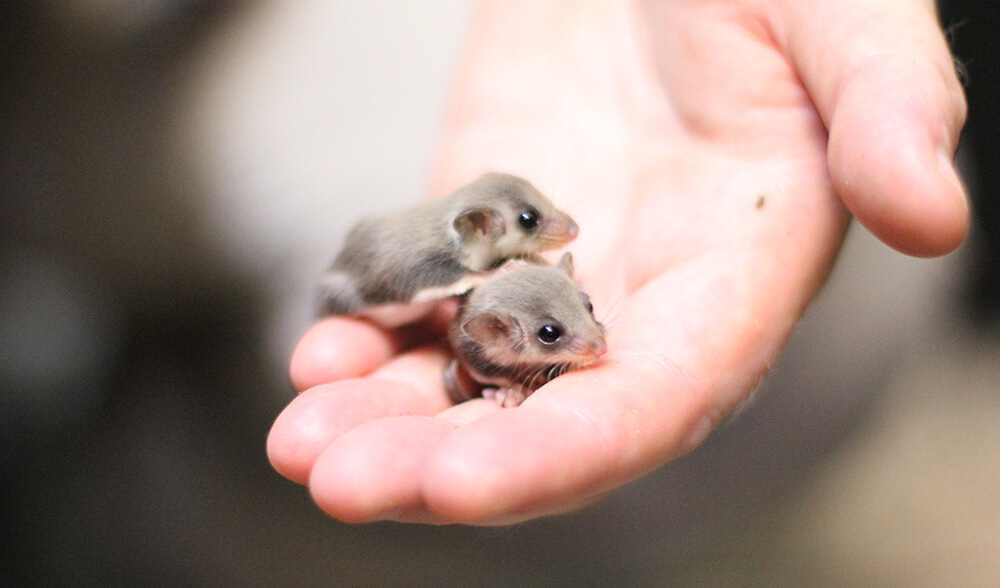 tiny feathertail glider joeys 4 (1)