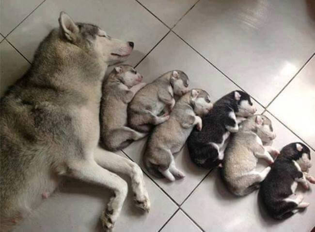 puppy parents 8