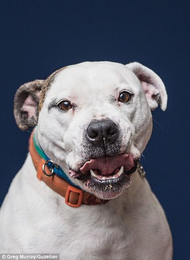 dogs funny faces after eating peanut butter 14