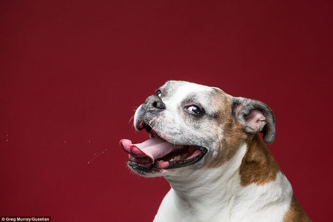 dogs funny faces after eating peanut butter 15