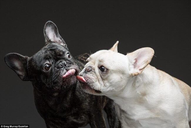 dogs licking peanut butter 7