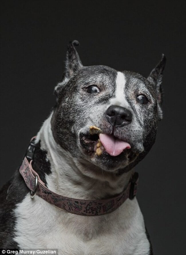 dogs funny faces after eating peanut butter 13