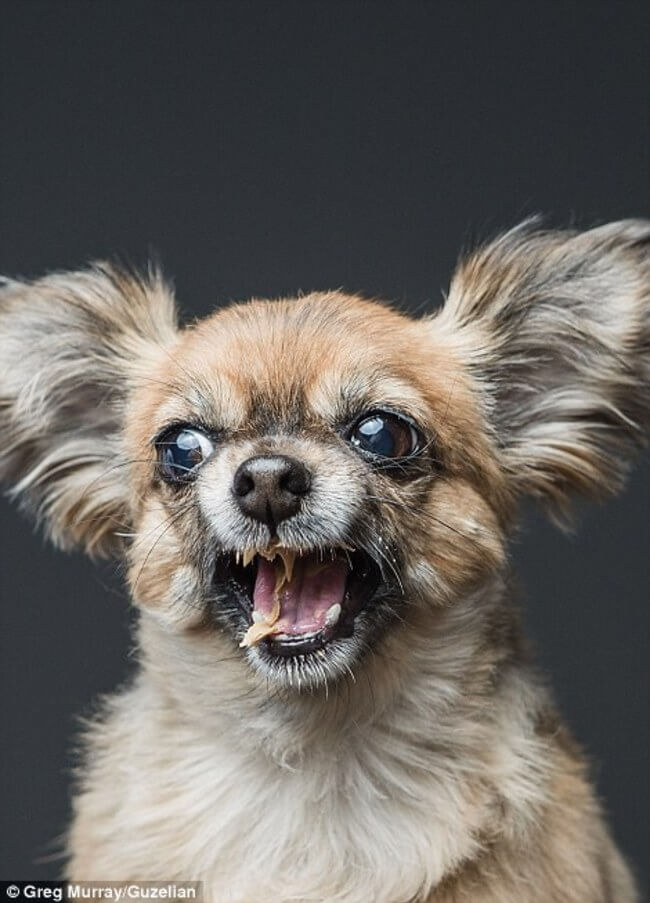 dogs licking peanut butter 3