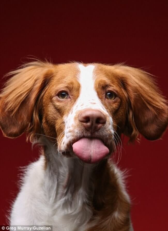 dogs funny faces after eating peanut butter 17