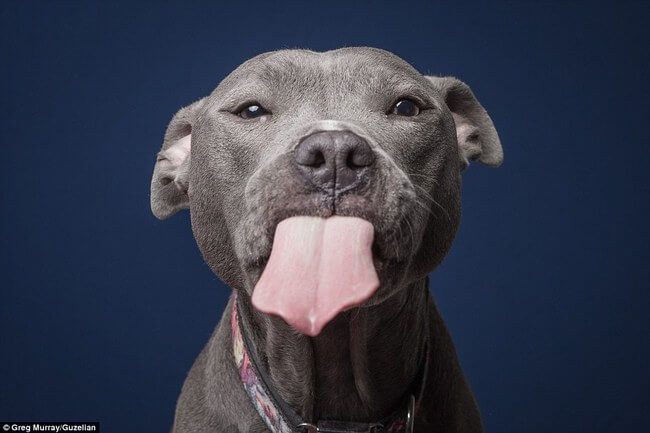 dogs funny faces after eating peanut butter 12