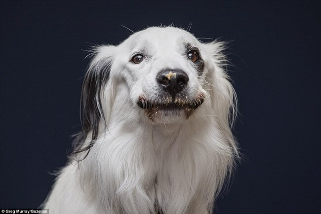 dogs licking peanut butter 1