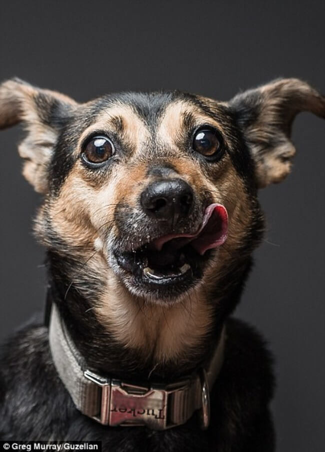 dogs licking peanut butter 4