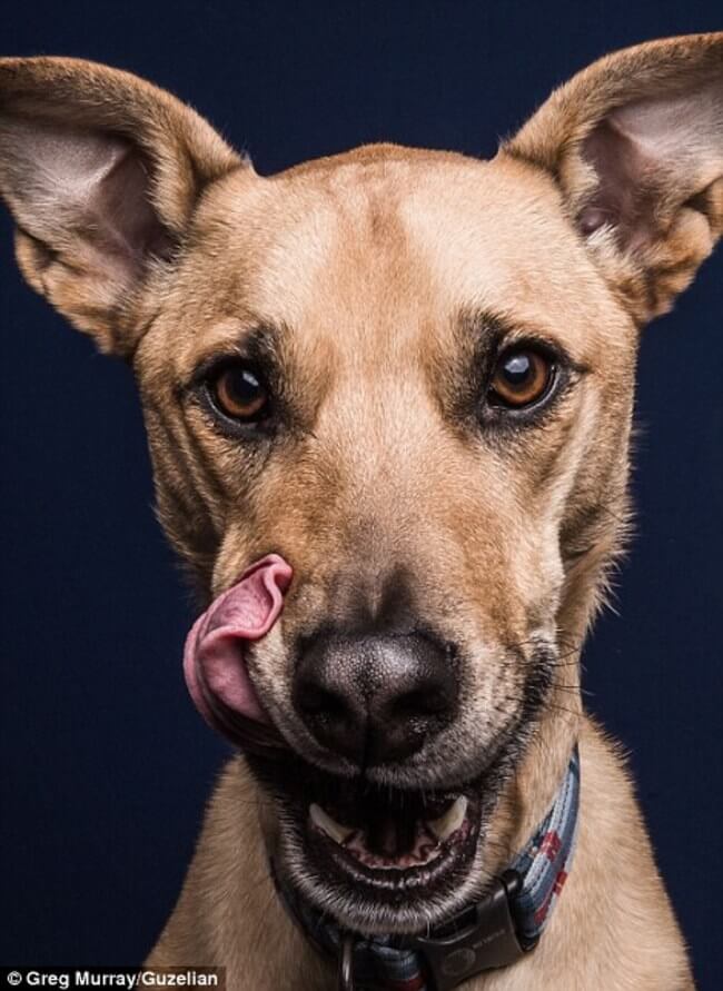 dogs funny faces after eating peanut butter 18