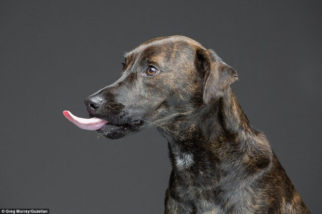 dogs funny faces after eating peanut butter 16