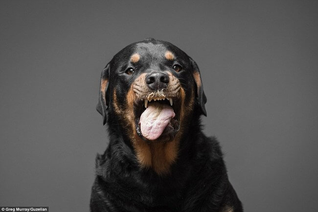 dogs eating peanut butter 2