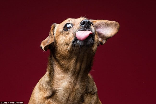 dogs licking peanut butter 9