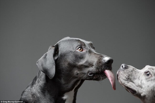 dogs licking peanut butter 8