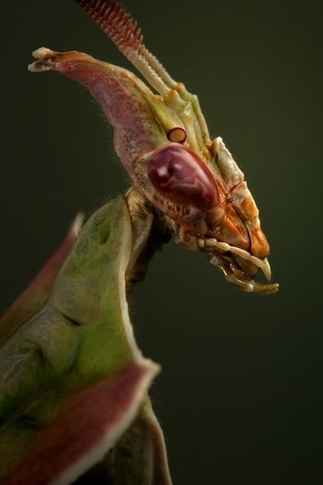 orchid mantis 9