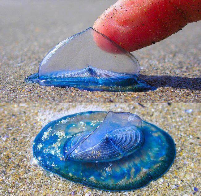 Velella Velella Jellyfish 1