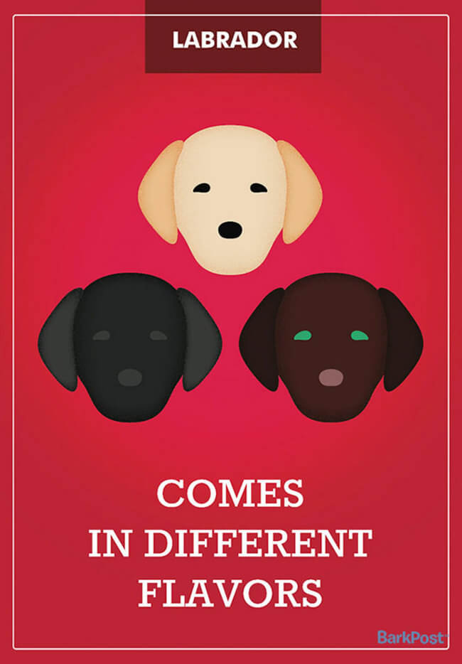 Honest Dog Stereotypes Slogans 12