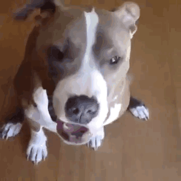 Pitbull Is Not Amused When He Gets Broccoli