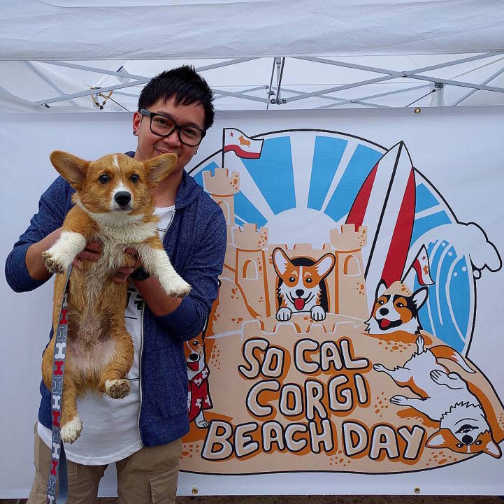 600 cute corgis 2