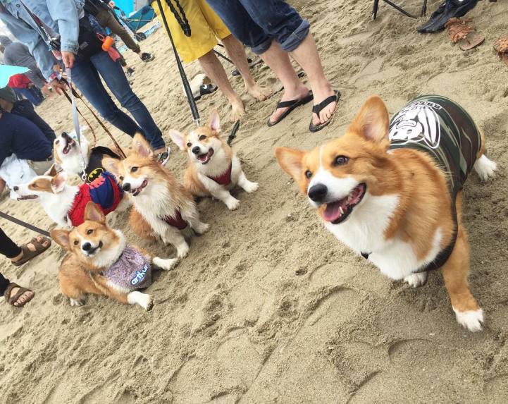 corgi3